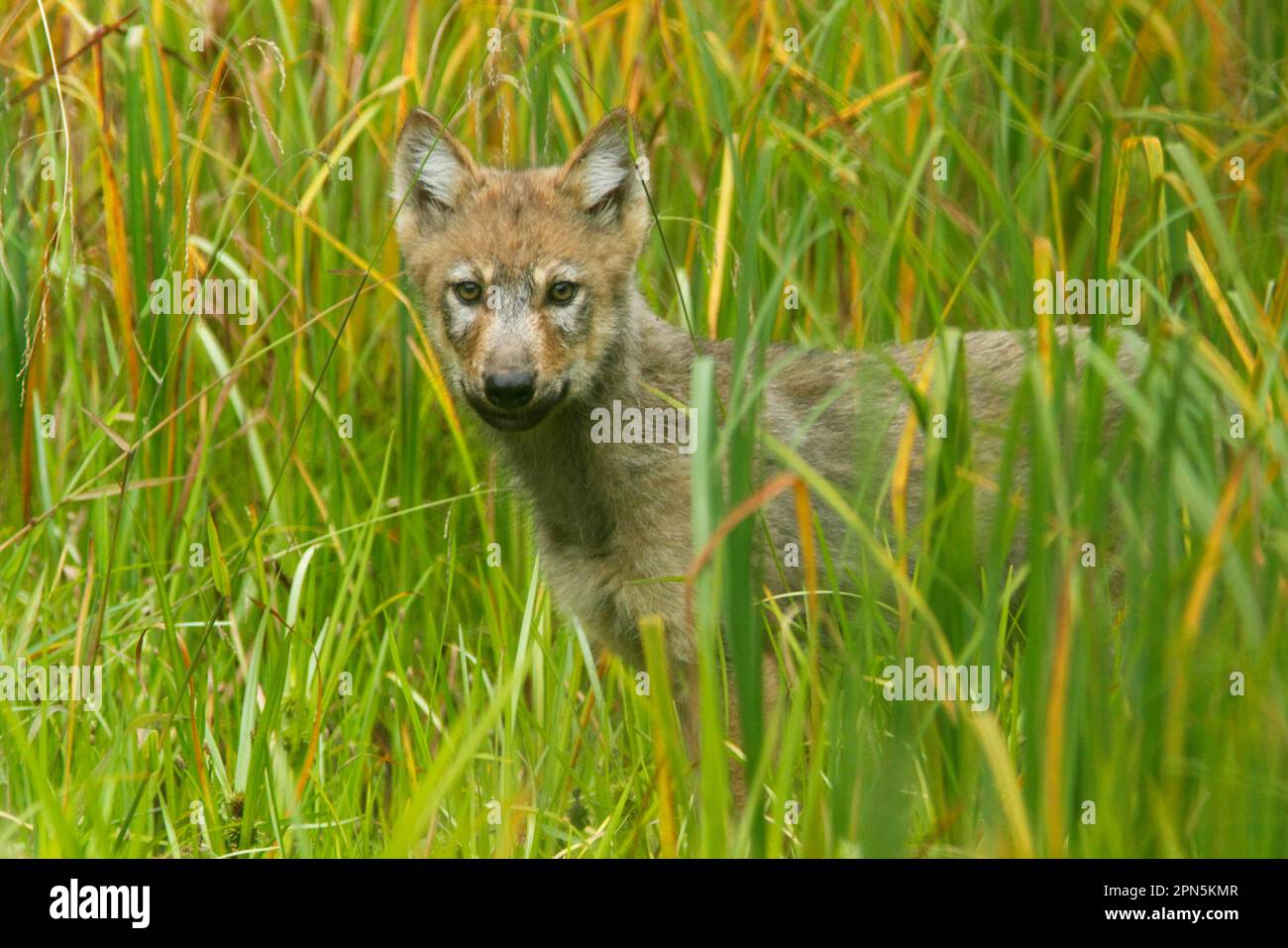 Grey gray wolf (Canis lupus) pup, standing in marshland, coastal temperate rainforest, coastal mountains, Great Bear Rainforest, British Columbia Stock Photo