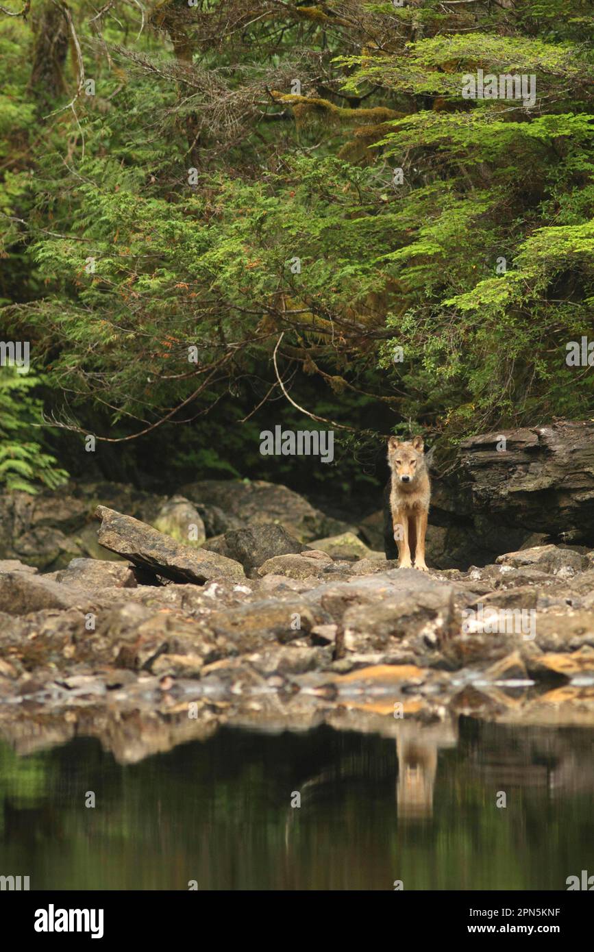Grey Wolf (Canis lupus) adult, standing on rocks near lake shoreline, in temperate coastal rainforest, Coast Mountains, Great Bear Rainforest Stock Photo