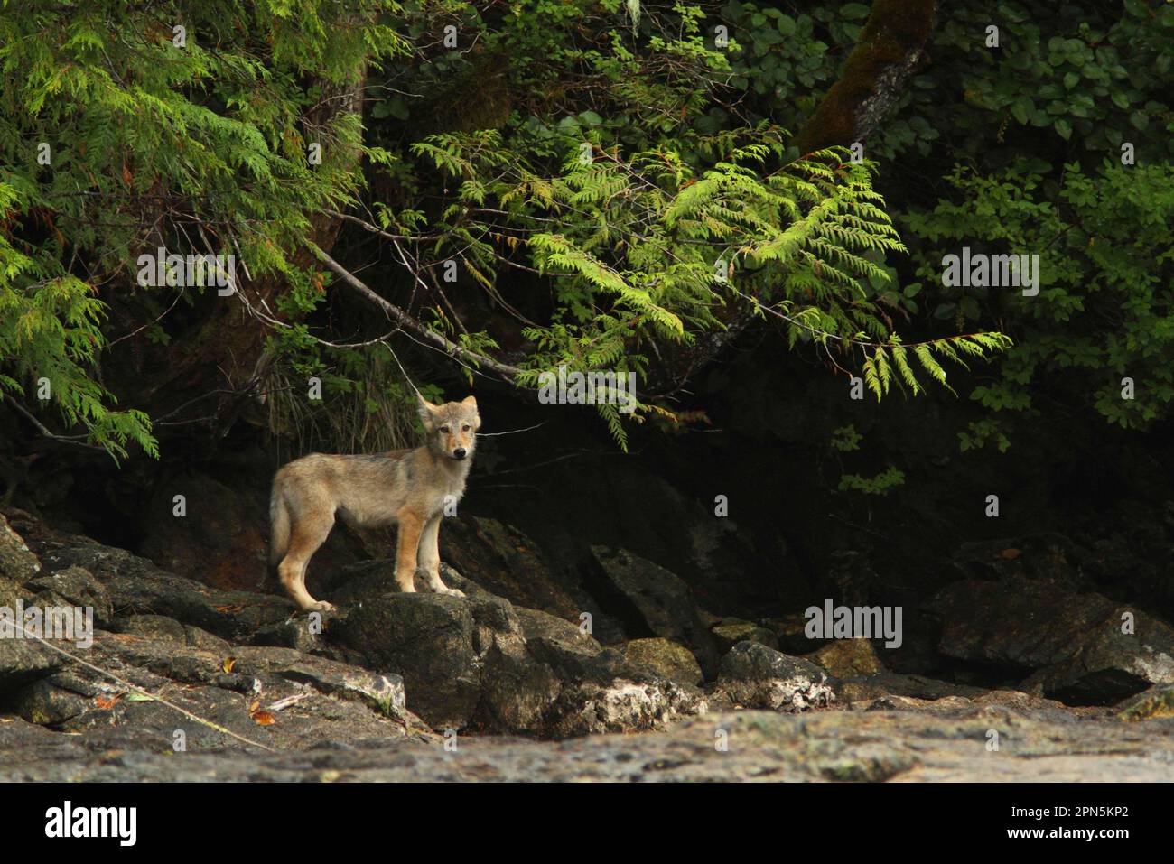 Grey Wolf (Canis lupus) pup, standing on rocks near shoreline, in temperate coastal rainforest, Coast Mountains, Great Bear Rainforest, British Stock Photo