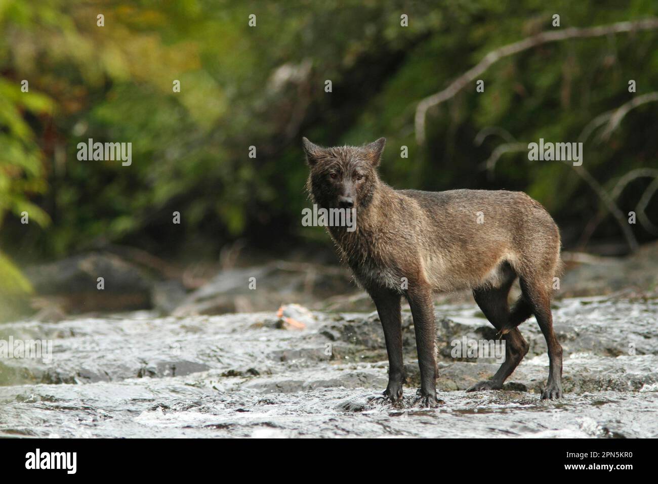Grey Wolf (Canis lupus) dark morph, adult, fishing for salmon in river, in temperate coastal rainforest, Coast Mountains, Great Bear Rainforest Stock Photo