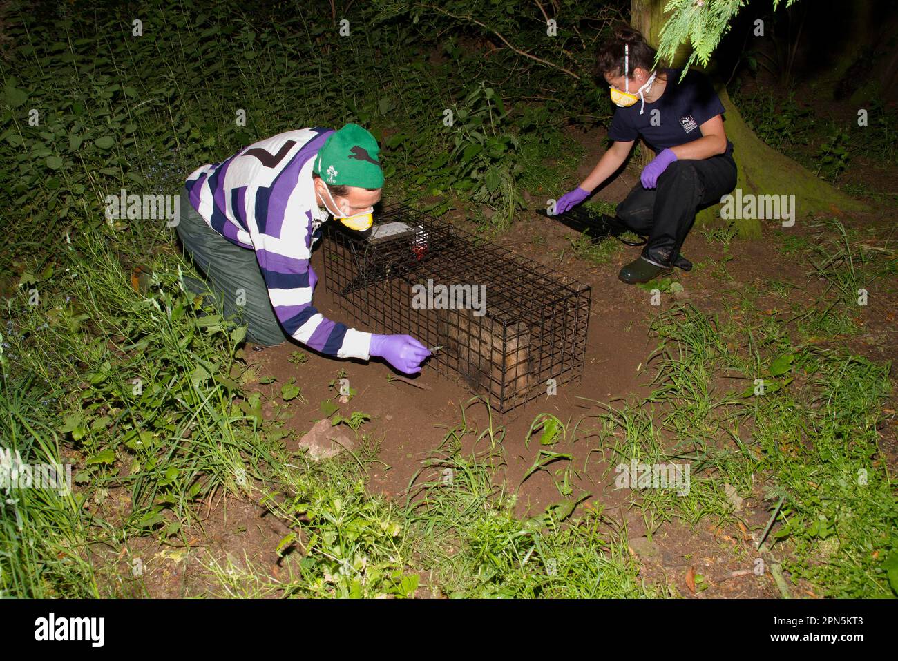 Eurasian Badger (Meles meles) bovine tuberculosis vaccination scheme, badger in live trap being vaccinated by Wildlife Trust personnel, Shropshire Stock Photo