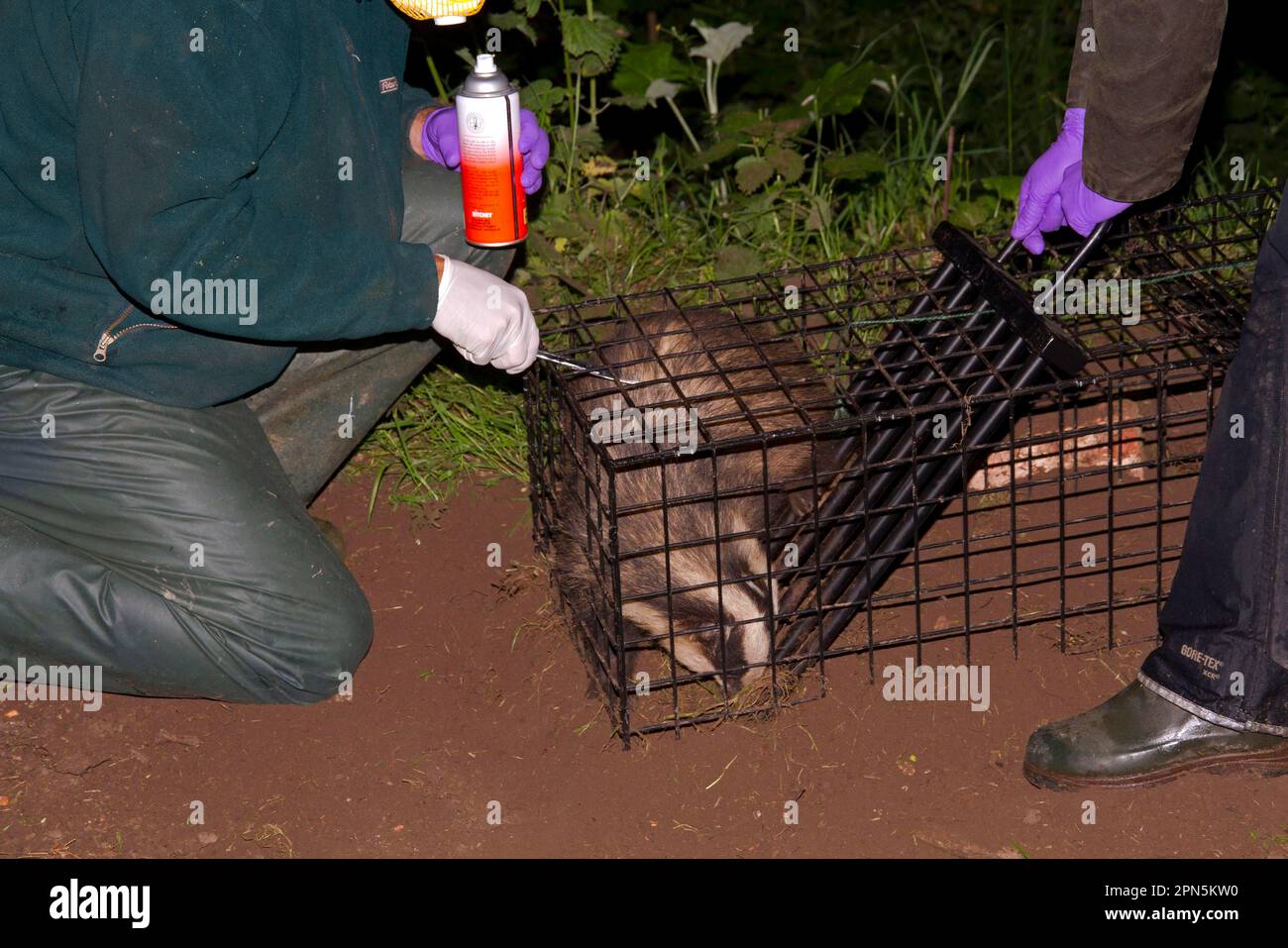 Eurasian Badger (Meles meles) bovine tuberculosis vaccination scheme, badger in live trap being clipped and sprayed by Wildlife Trust personnel to Stock Photo