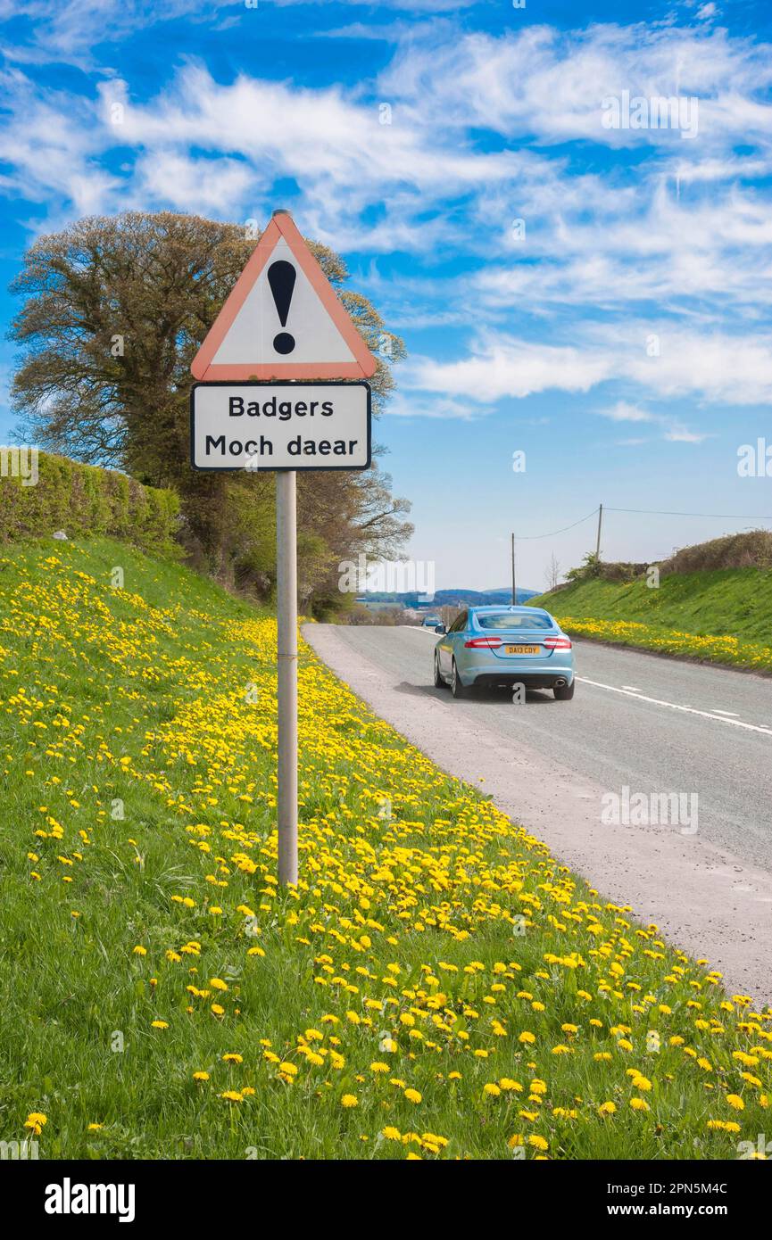 Badger, european badgers (Meles meles), Marten species, Predators
