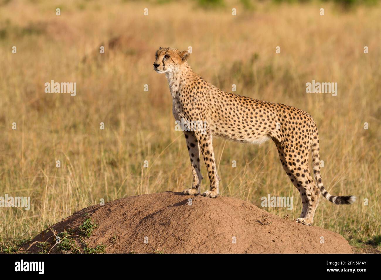 Acinonyx jubatus fearsoni, East African cheetah, East African cheetahs