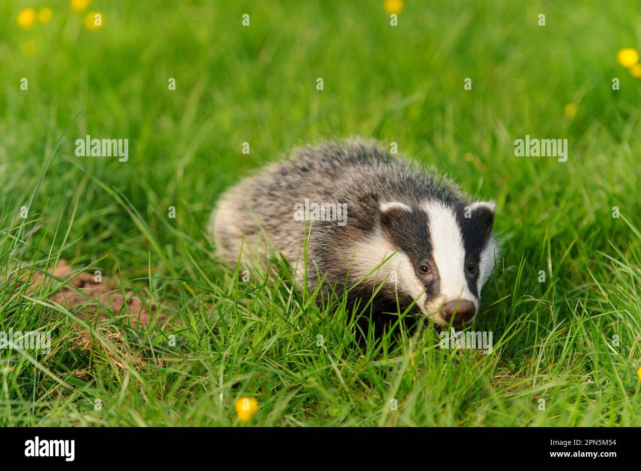 Eurasian Badger (Meles meles) cub, standing in meadow, Jackson's Coppice, Staffordshire, England, United Kingdom Stock Photo