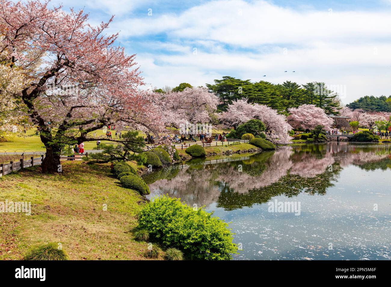 Tokyo Japan April 2023 cherry blossoms sakura reflect in the lake ...