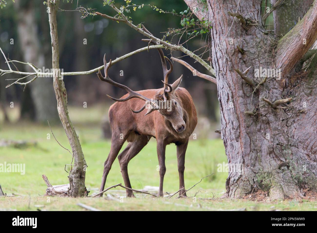 Red Deer (Cervus elaphus) mature stag, rubbing antlers on tree at