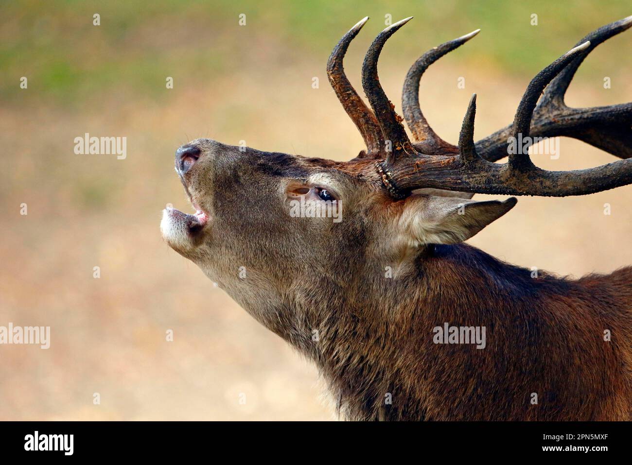 Red Deer (Cervus elaphus) mature stag, closeup of head, with open