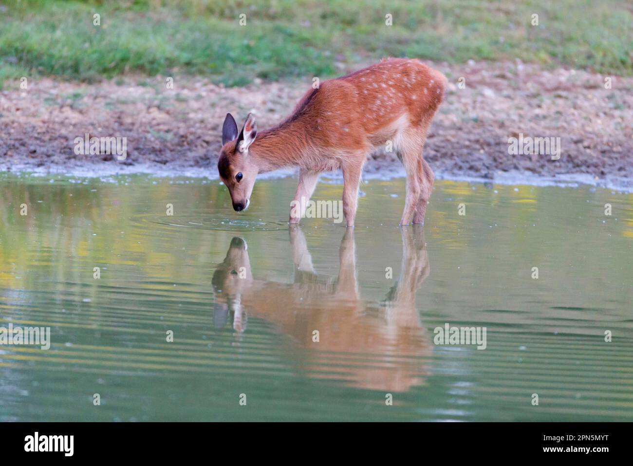 Red Deer (Cervus elaphus) calf, drinking, standing in water, Minsmere RSPB Reserve, Suffolk, England, United Kingdom Stock Photo