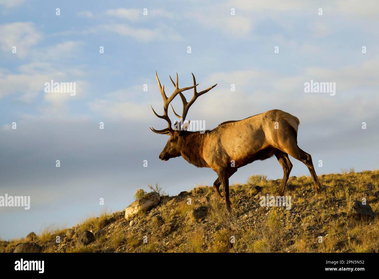 Rutting s hi-res stock photography and images - Alamy