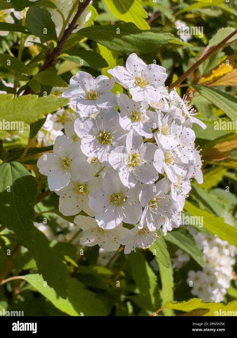 Reeves spirea hi-res stock photography and images - Alamy