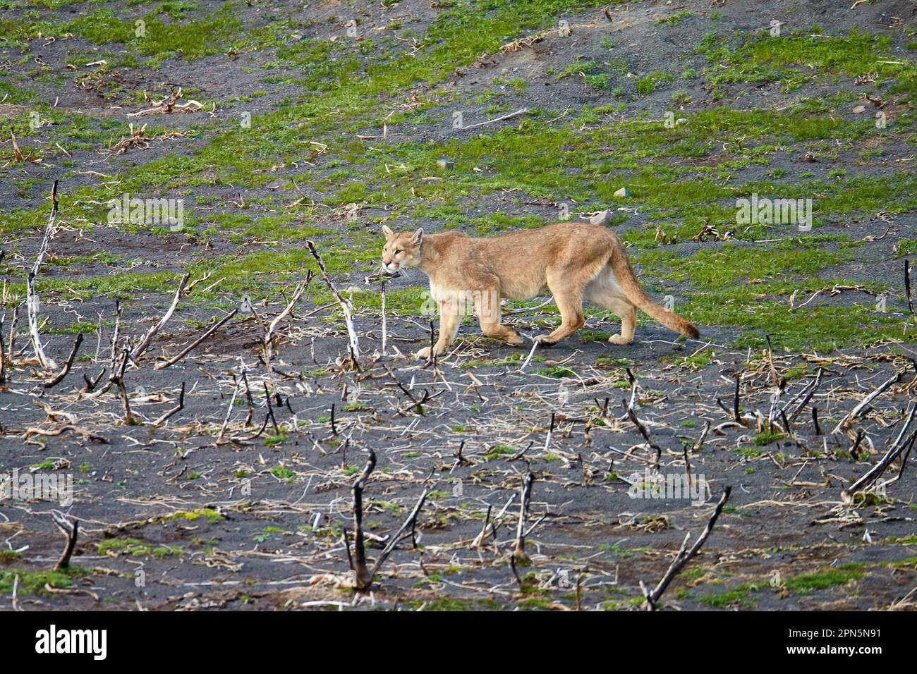 Puma (Puma concolor puma) adult, walking on area burnt during December 2011 great fire, Torres del Paine N. P. Southern Patagonia, Chile Stock Photo
