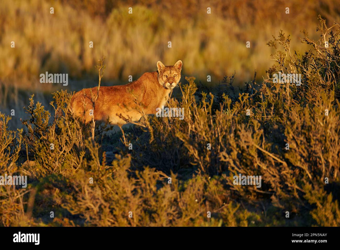 Puma Standing Puma (Puma concolor puma) adult, standing amongst vegetation in evening ...