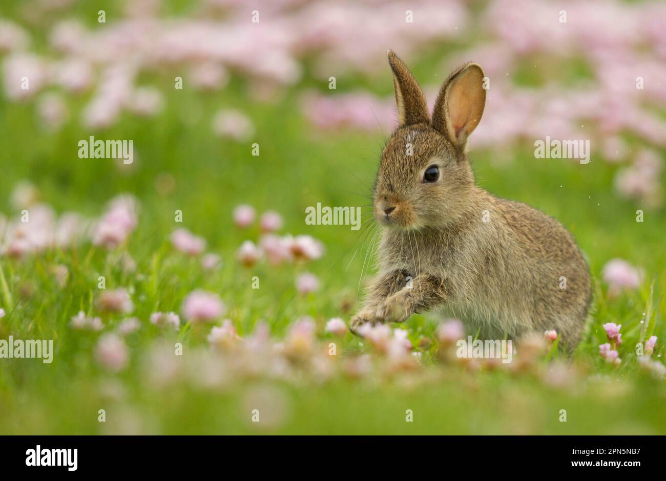 Scotland Edinburgh Rabbits Sports car scotland hi-res stock photography and images - Alamy