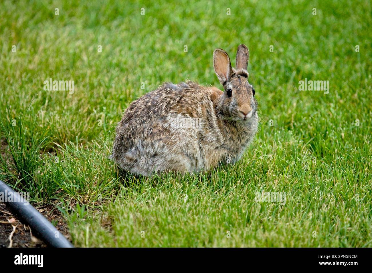 Mountain cottontail, Rabbits, Rodents, Mammals, Animals, Nuttall's