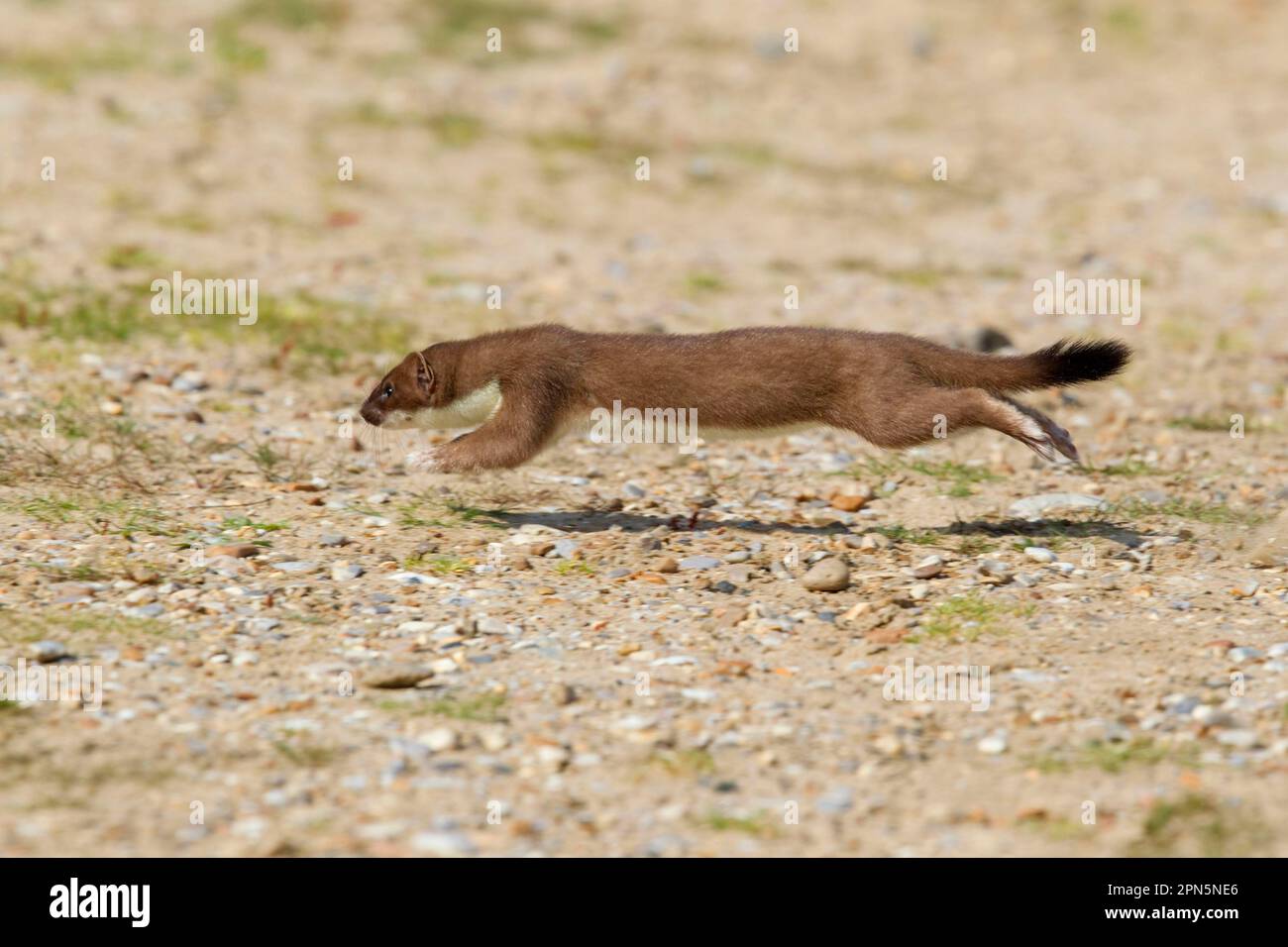 Ermine (Mustela erminea), stoats, large weasel, weasel, marten