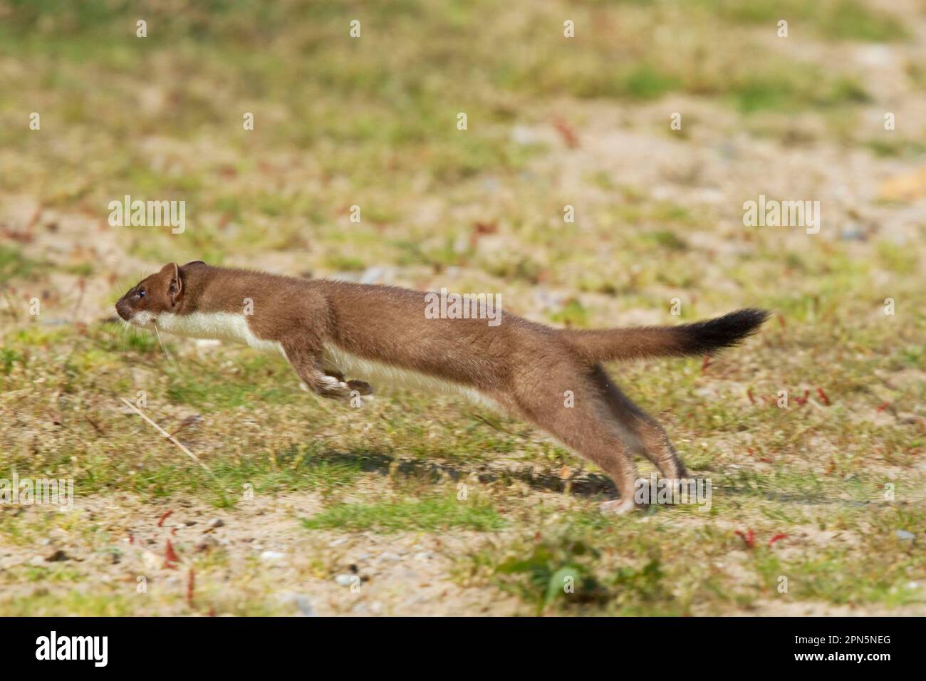 Ermine (Mustela erminea), stoats, large weasel, weasel, marten