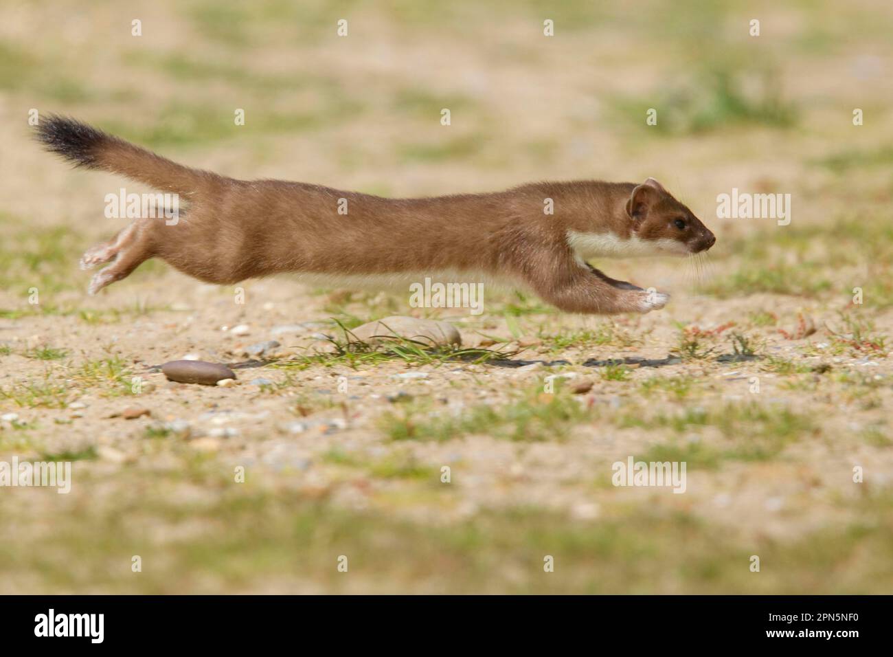 Ermine (Mustela erminea), stoats, large weasel, weasel, marten