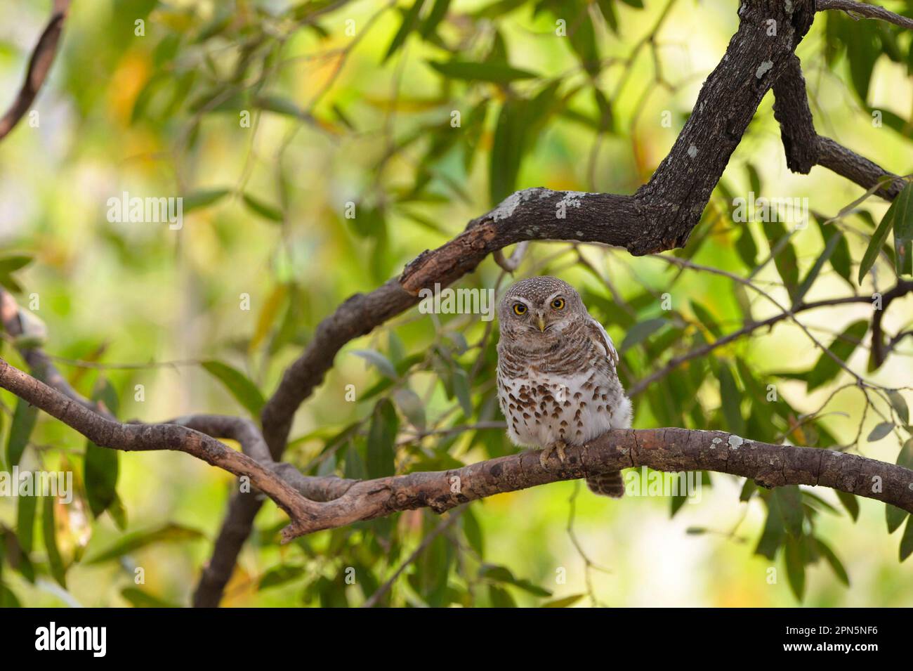 Owlet adult sale