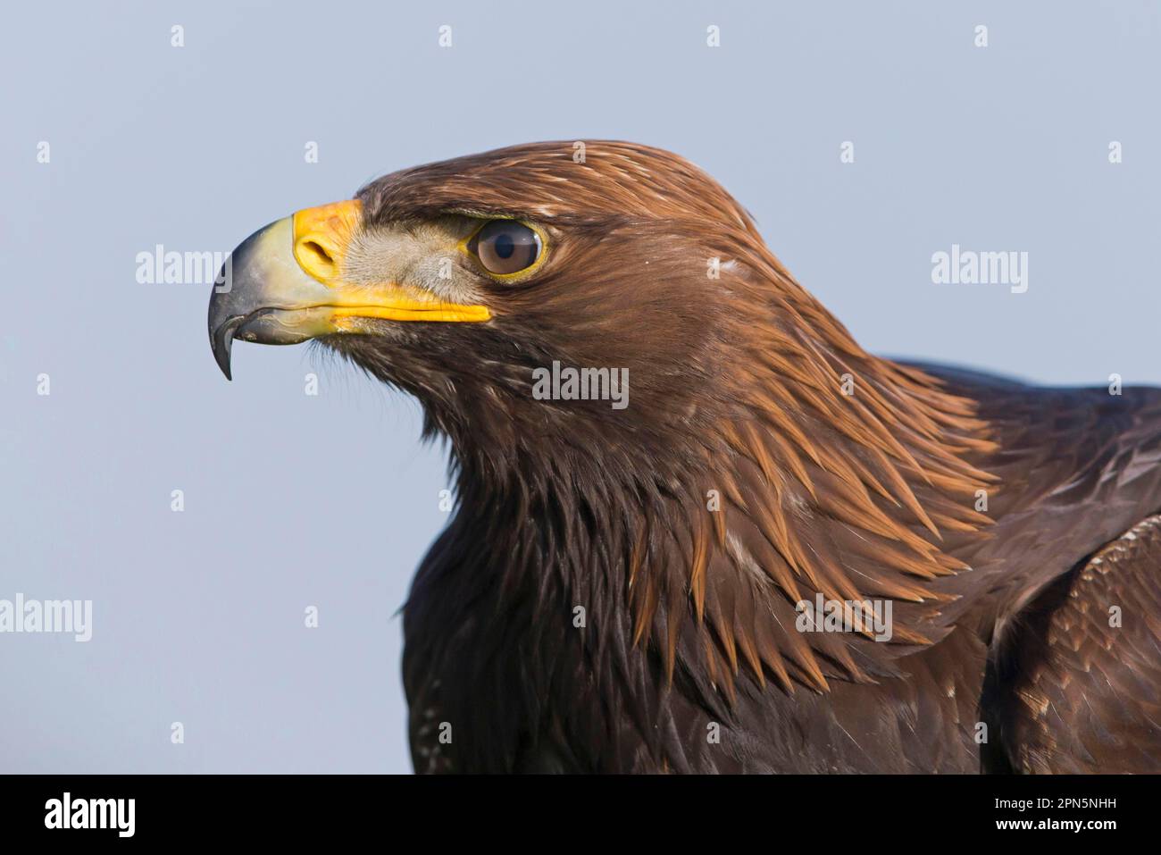 Golden eagle (Aquila chrysaetos) juvenile, close-up of the head (in ...