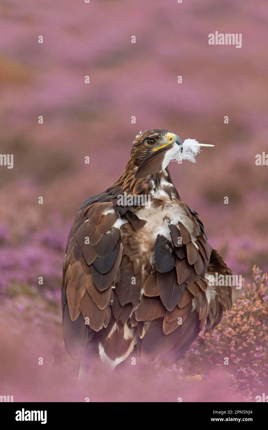 Plucked eagle hi res stock photography and images Alamy Plucked eagle hi res stock photography and images Alamy