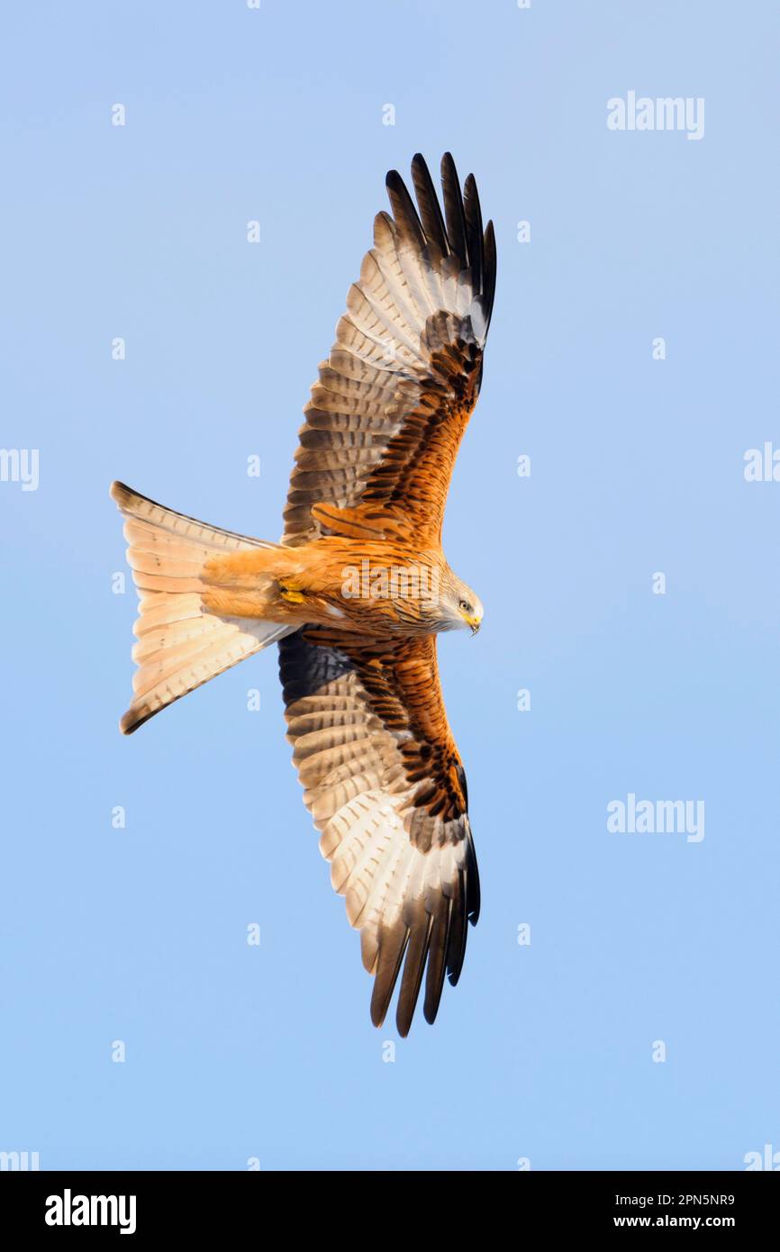 Red Kite, Red Kites (Milvus milvus), red kite, Red Kites, Forked
