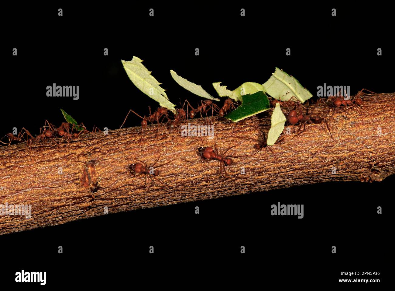 Hymenoptera south america hi-res stock photography and images - Alamy