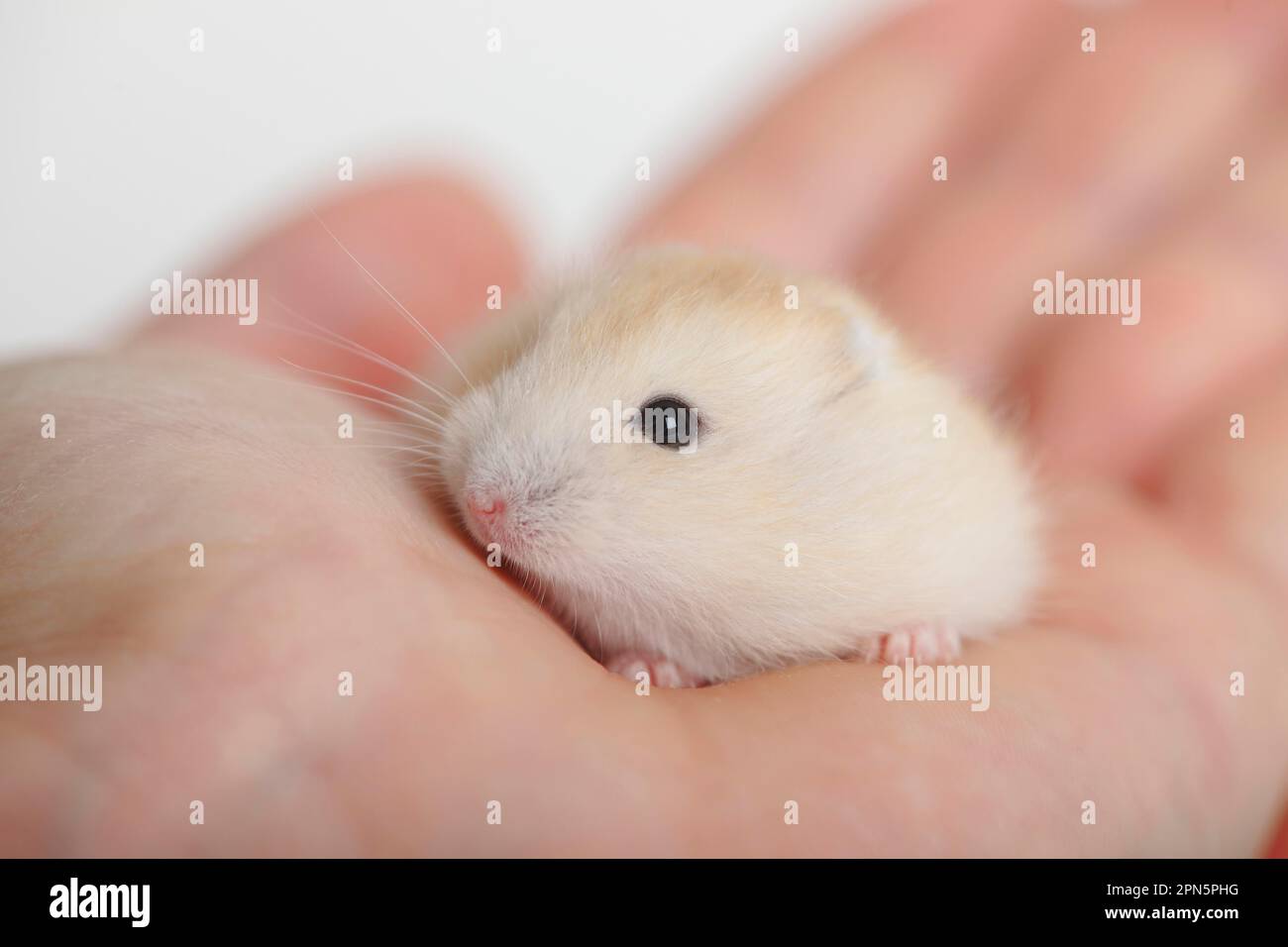 Young Russian Dwarf Hamster (Phodopus sungorus) Stock Photo