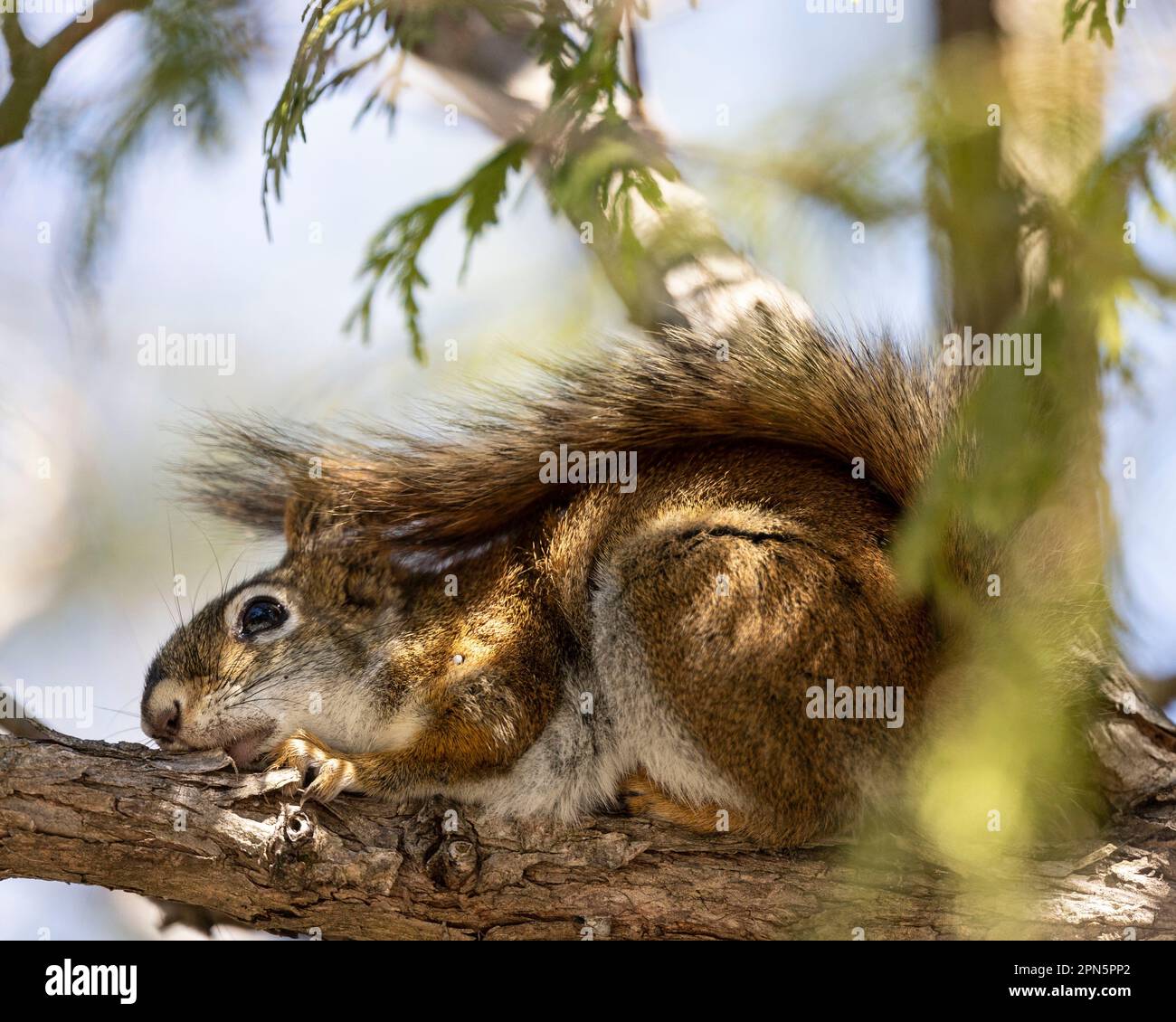 (Ottawa, Canada---15 April 2023) Red squirrel cowering in a tree at Mud Lake / Britannia Conservation Area. Photograph Copyright 2023 Sean Burges / Mu Stock Photo