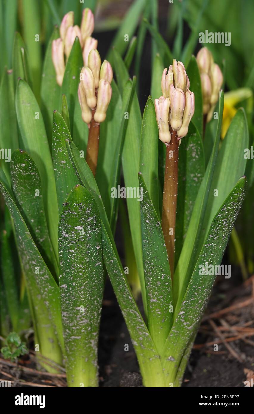 Flowers Hyacinth its sprouts in early spring in the garden Stock Photo