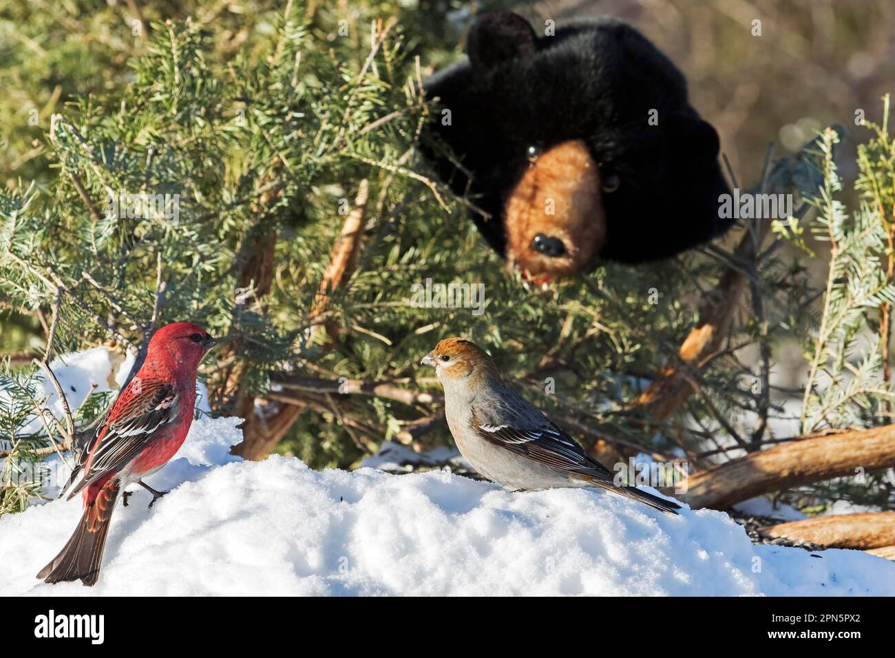Male and female pine beak feeding a bird feeder, The background shows a stuffed bear being used for a film project pine grosbeak (Pinicola Stock Photo