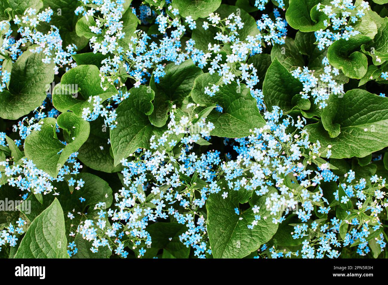 Forget-me-not flowers green leaves background closeup, myosotis scorpioides, sylvatica, scorpion grasses, boraginaceae, spring blossom, blooming plant Stock Photo