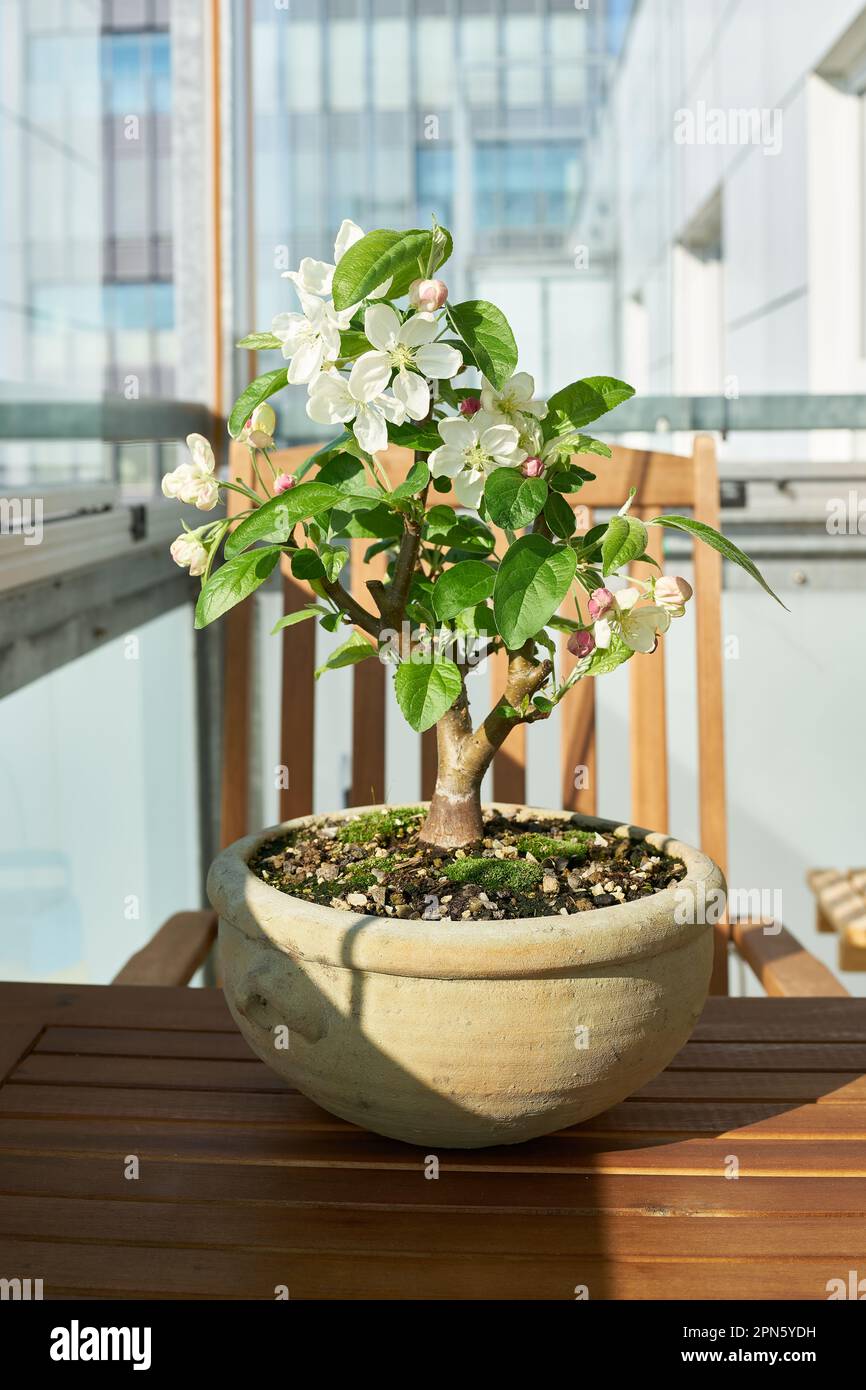 Apple tree Malus Evereste as a bonsai during flowering in April on a balcony Stock Photo