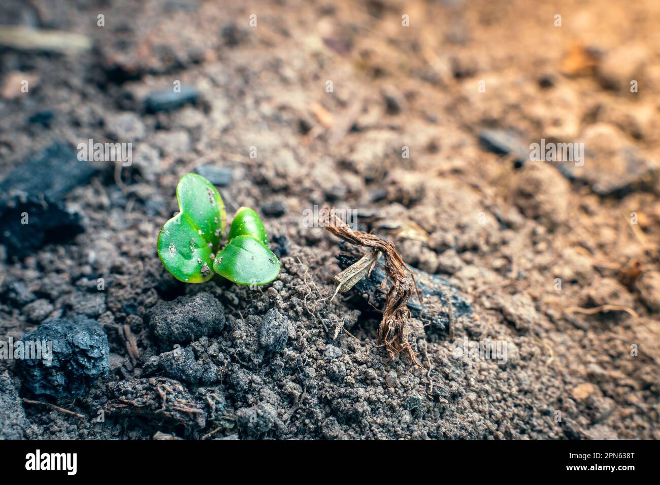 The first green shoots of radishes peck through the soil, closeup