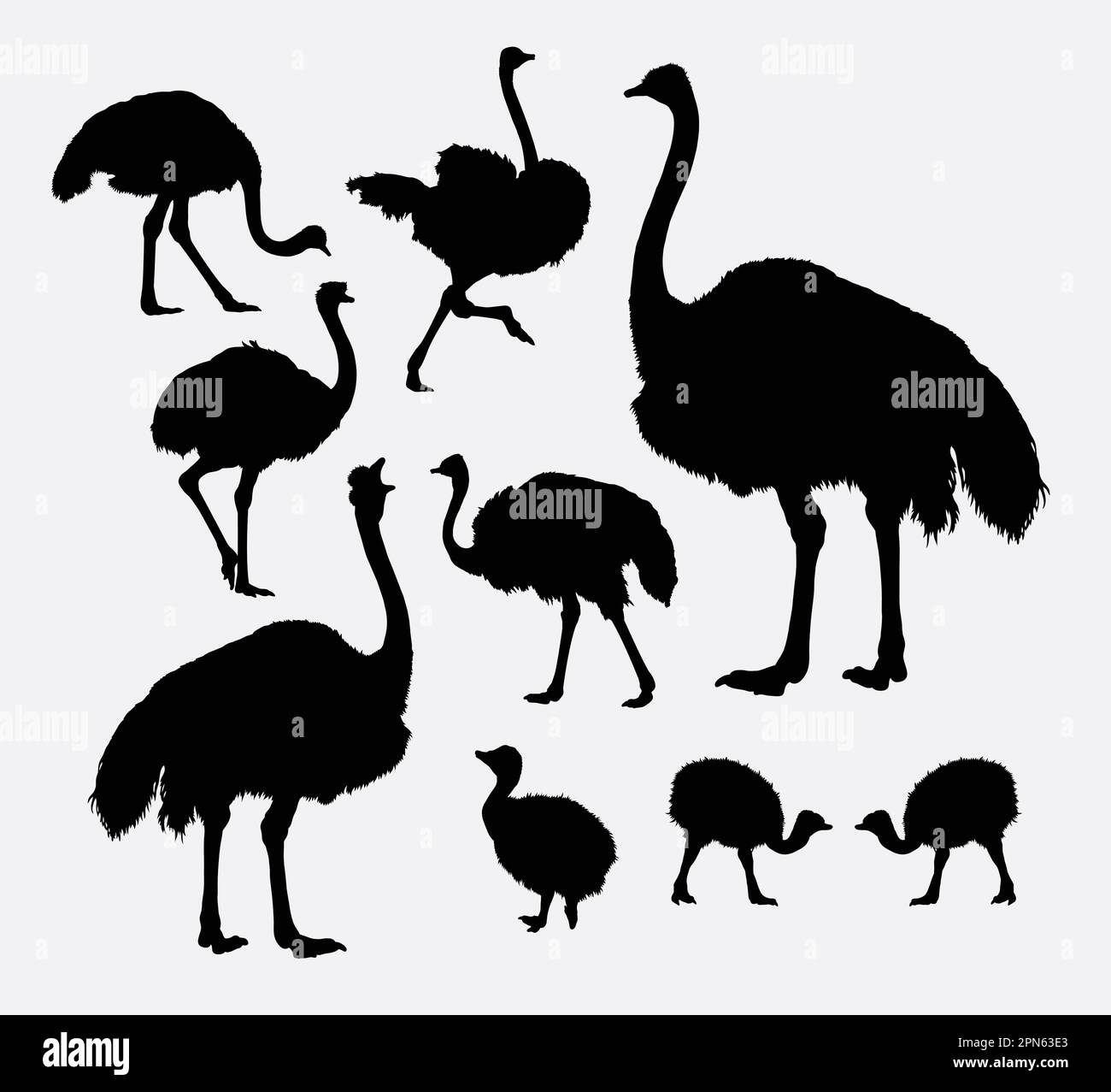 Ostrich poultry animal silhouettes. Good use for symbol, logo, web icon, game element, mascot, or any design you want. Easy to use. Stock Vector