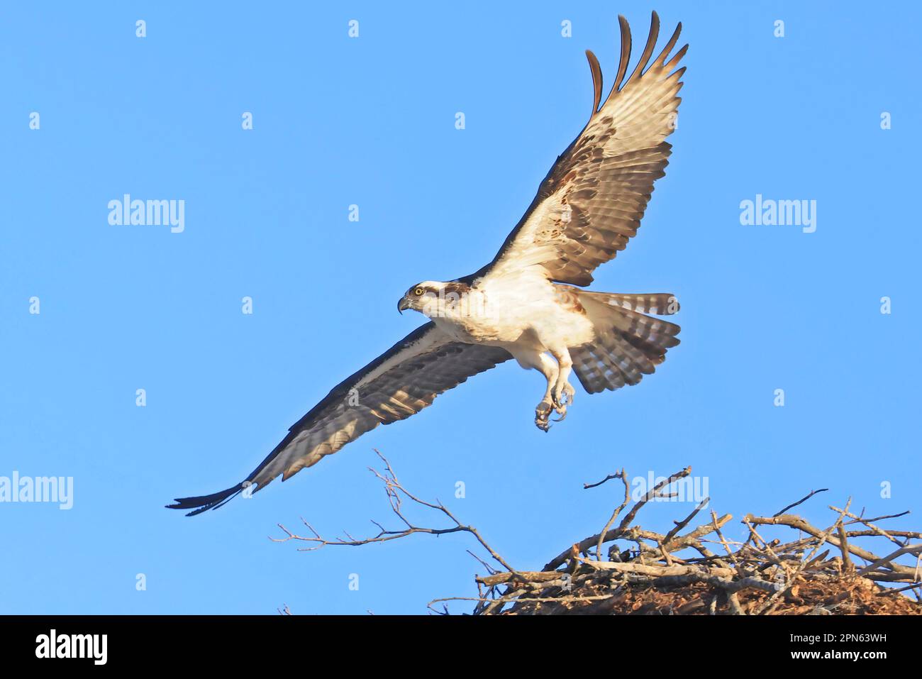 Osprey taking off from the nest, Quebec, Canada Stock Photo