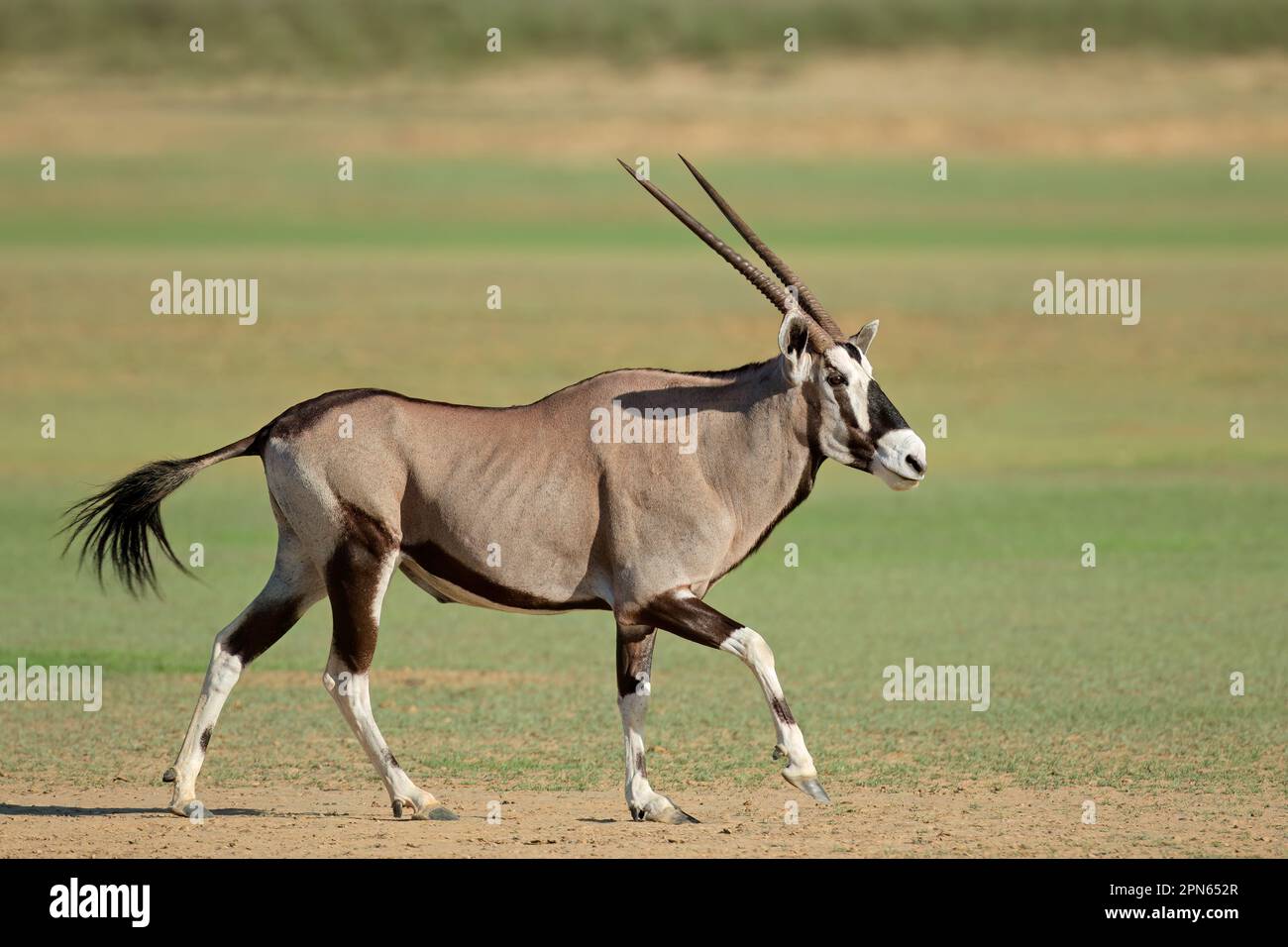 A Gemsbok Antelope Oryx Gazella Running Kalahari Desert South 