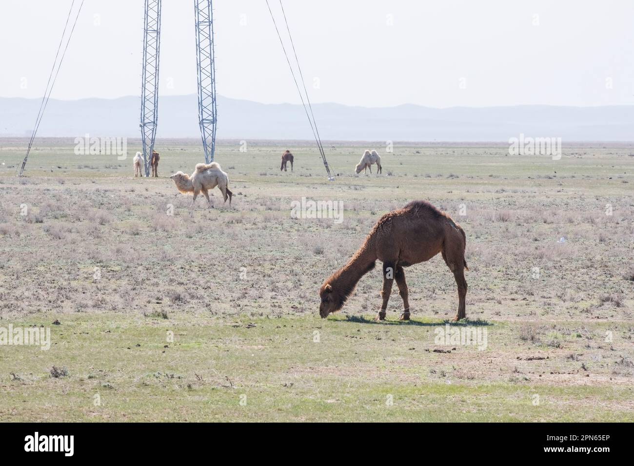 Bactrian Camels Two Humped Camels And One Humped Believepeople Graze Bactrian Camels Two Humped Camels And One Humped Believepeople Graze
