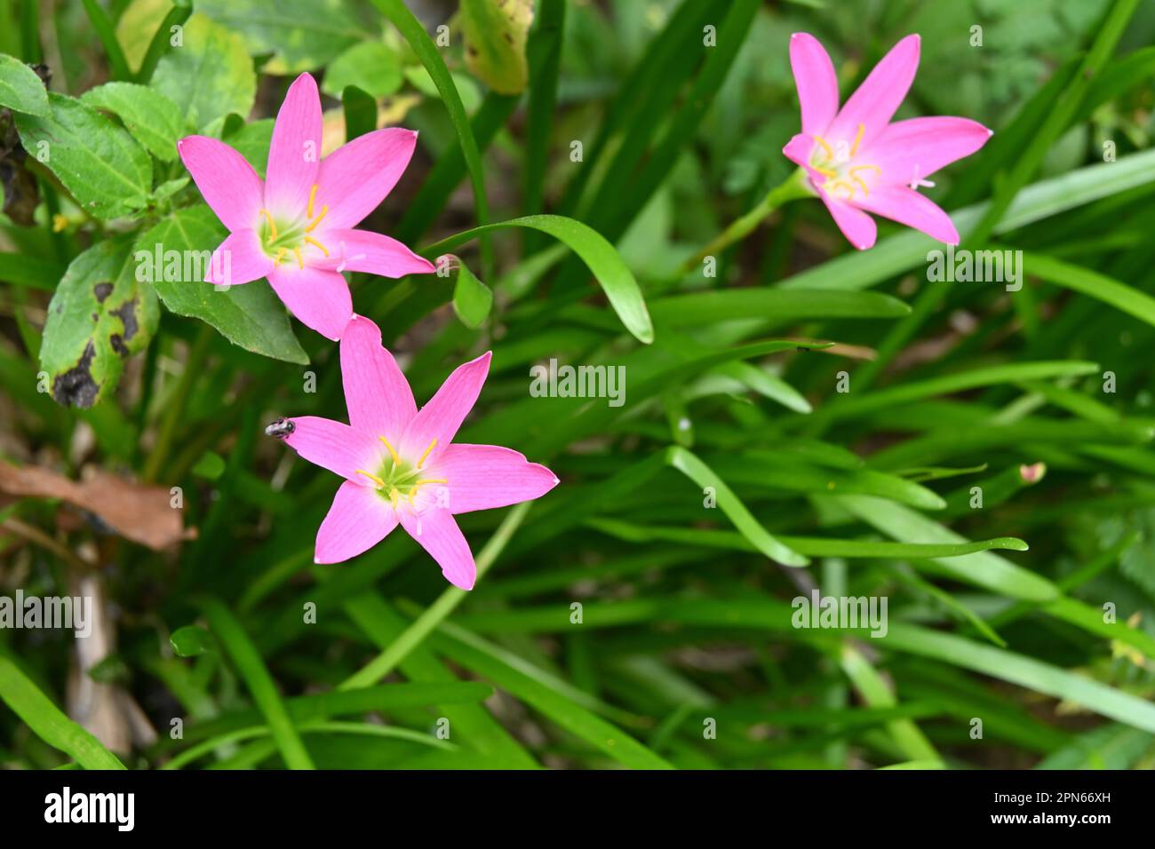 A pink Rose fairy lily flower bloomed in the garden , more Rose fairy lily flowers in the background Stock Photo