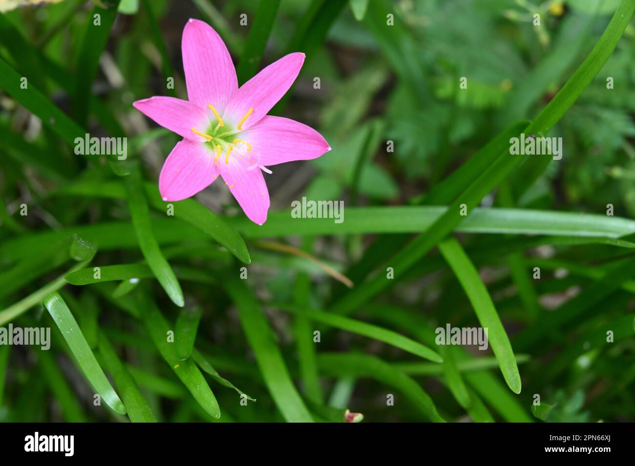 Close up of a bloomed funnel shaped pink color Rose fairy lily (Zephyranthes Rosea) flower in the home garden Stock Photo