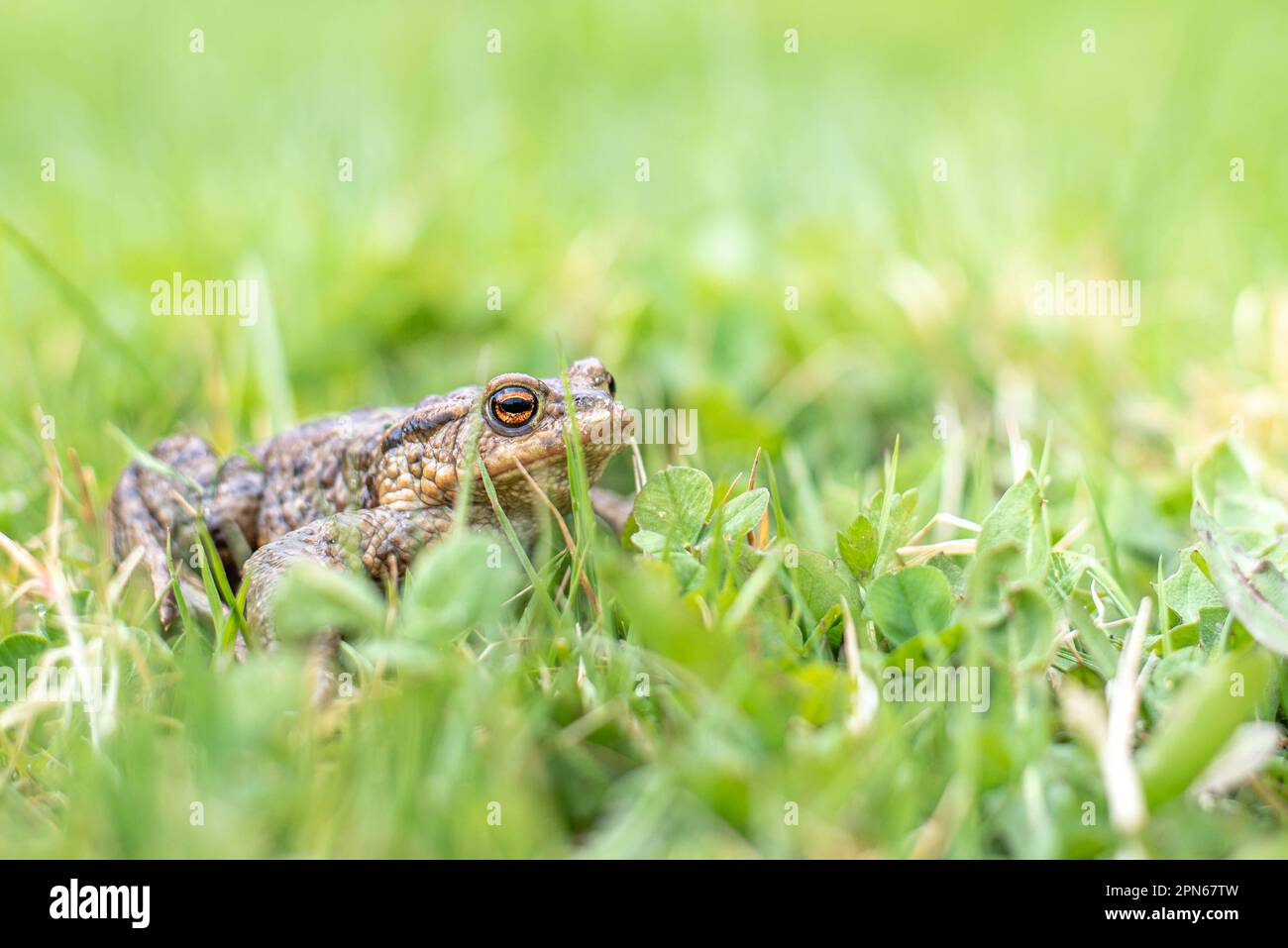 young common toad hides in the green spring grass in the garden near the pond, spring mating of frogs, international frog month, skin with warts Stock Photo