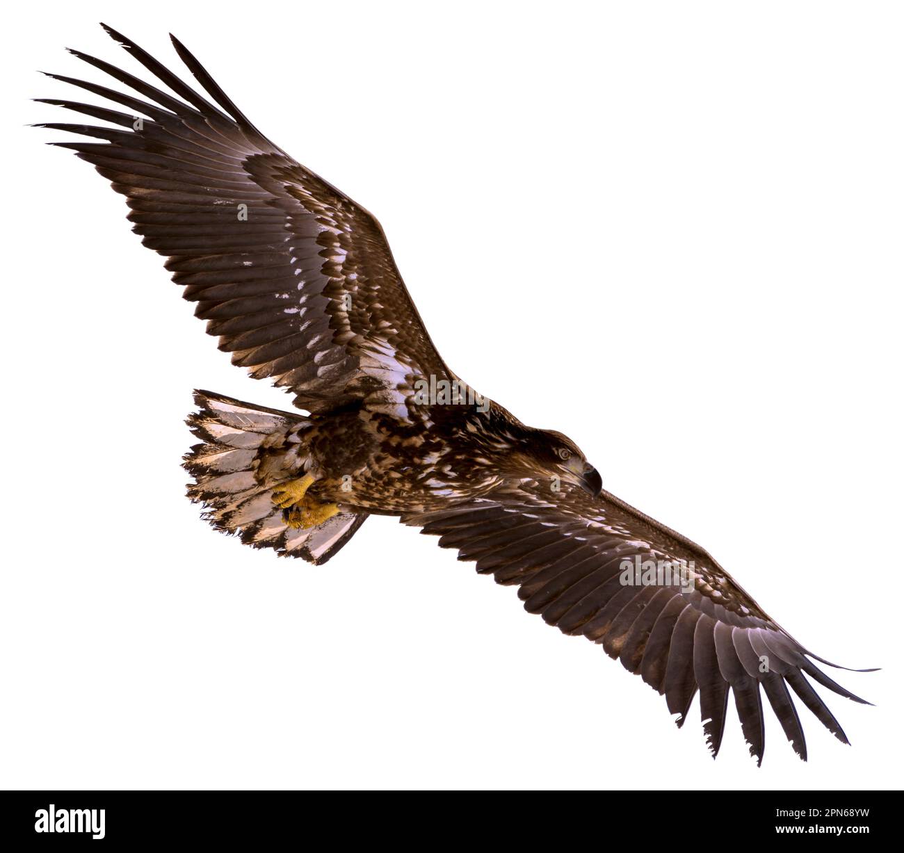 A white-tailed eagle raises its wings and soars high in the sky. Photos of isolated birds in Hokkaido, Japan Stock Photo