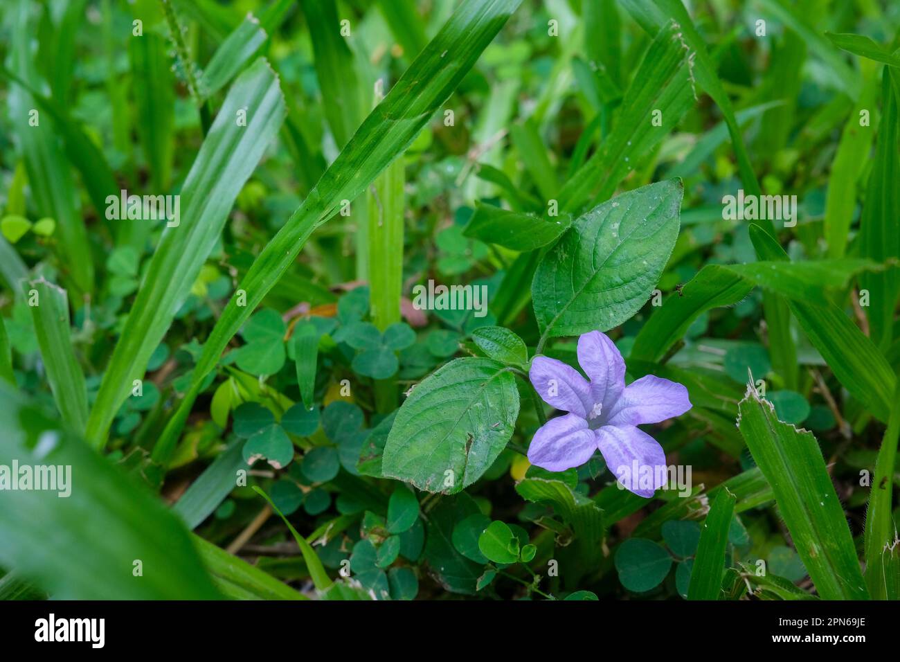 Purple wild flower in the grass Stock Photo - Alamy