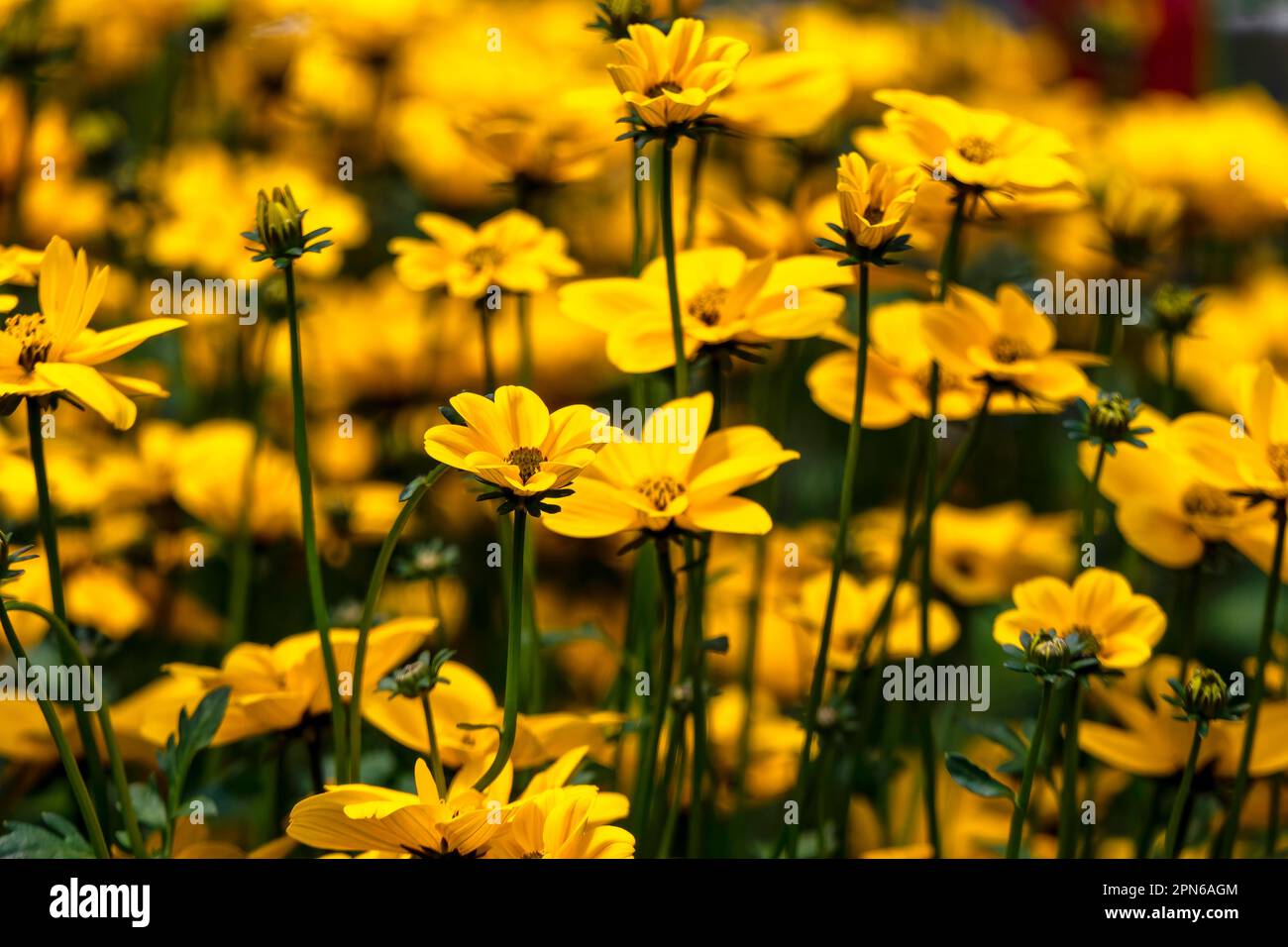 Bidens ferulifolia or Golden Nugget or Verbena Amarilla yellow flowers in garden flowerbed. Selective focus Stock Photo