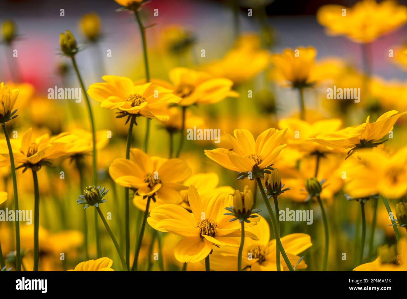 Bidens ferulifolia or Golden Nugget or Verbena Amarilla yellow flowers in garden flowerbed. Selective focus Stock Photo