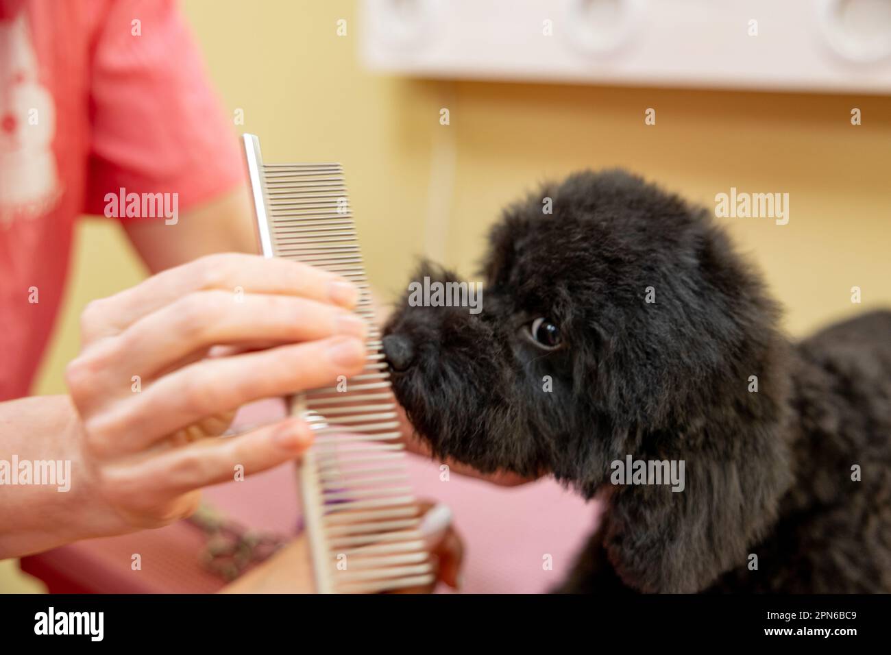 Generic Dog Style Grooming Salon Pet Groommer Hairdresser Legging