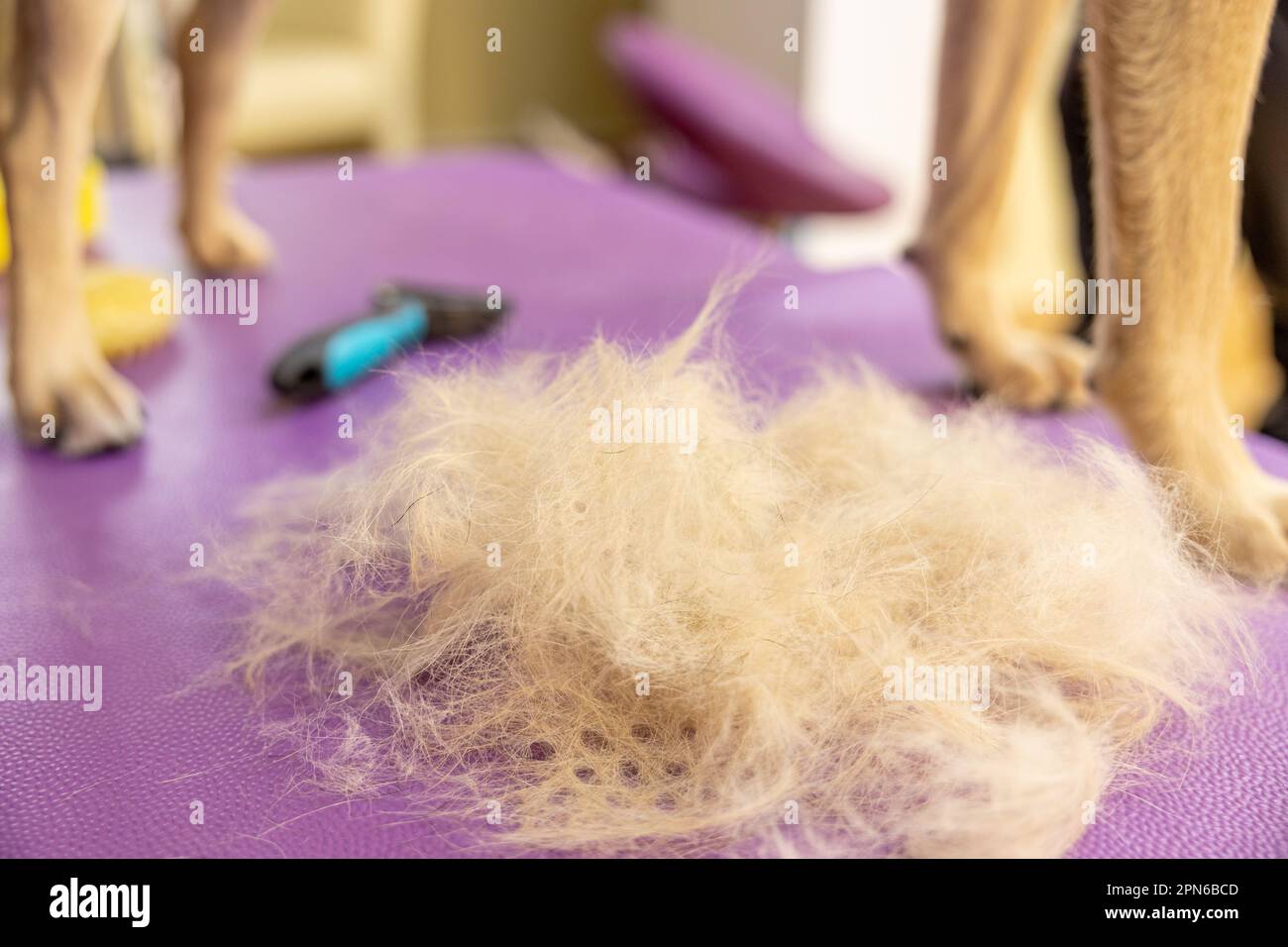 comb for combing wool from animals. pile of dog fur. Animal care and