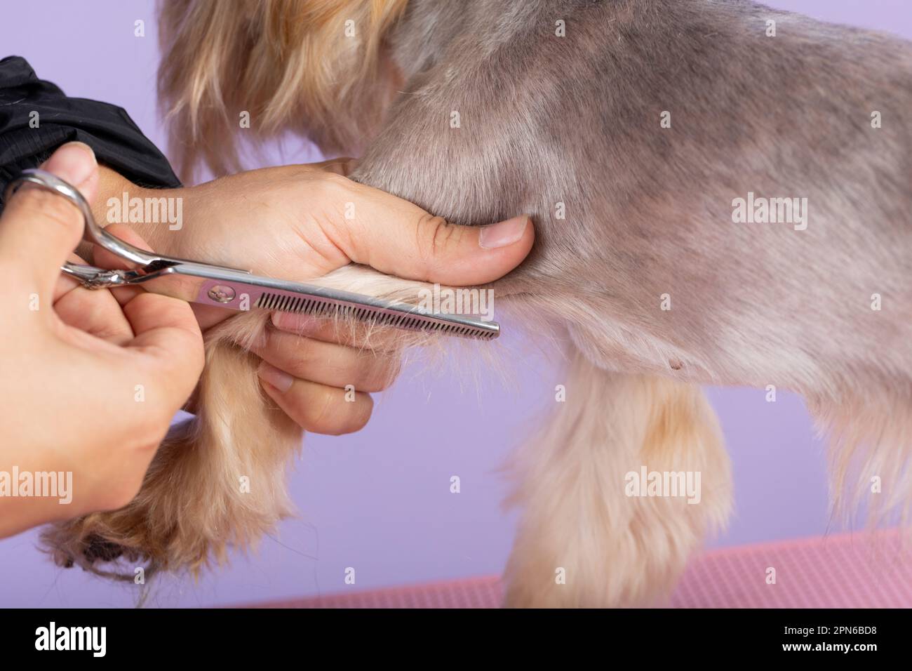 Fur groomer hotsell