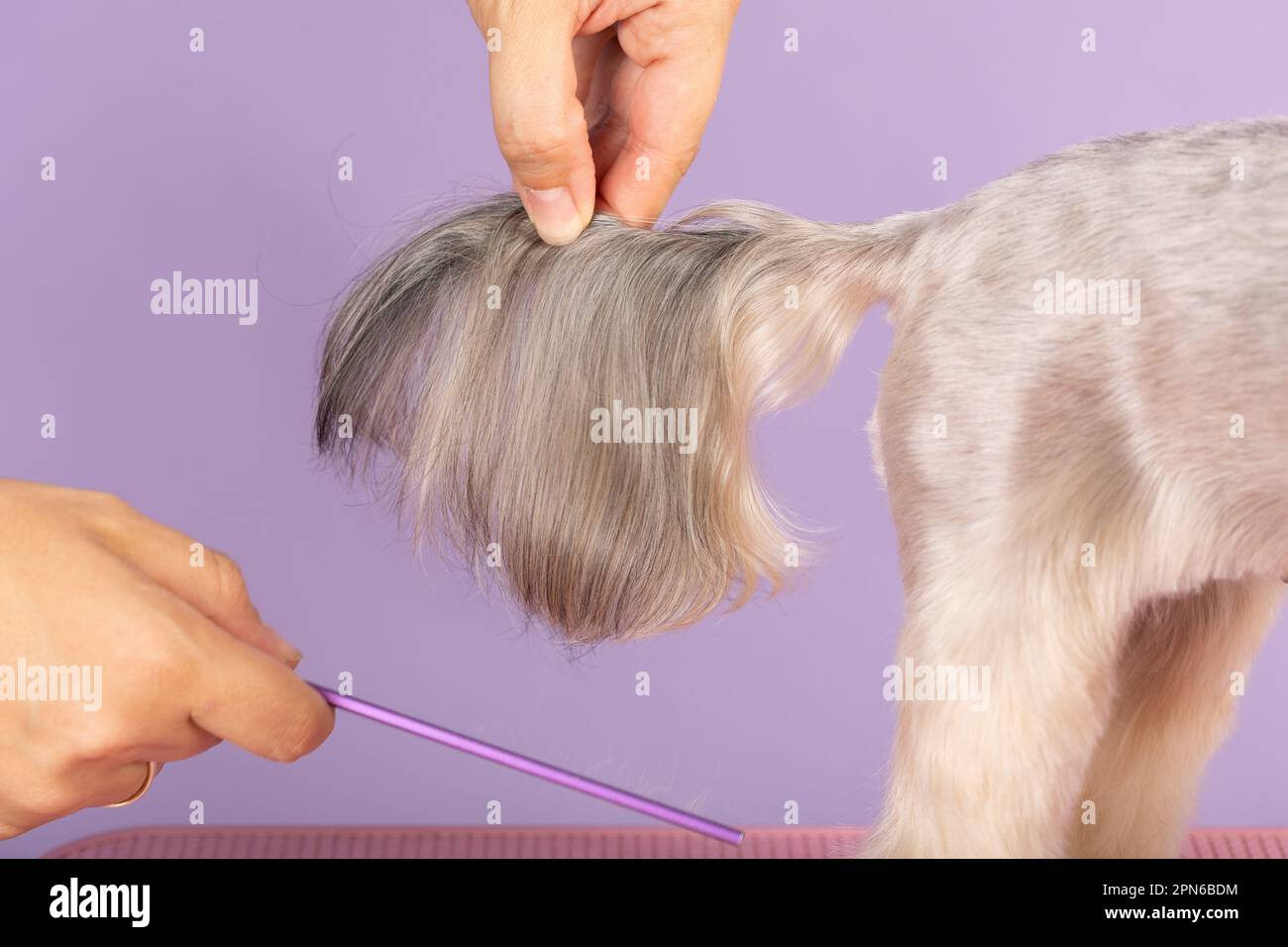 groomer holds the tail of a Yorkshire terrier dog to show the quality