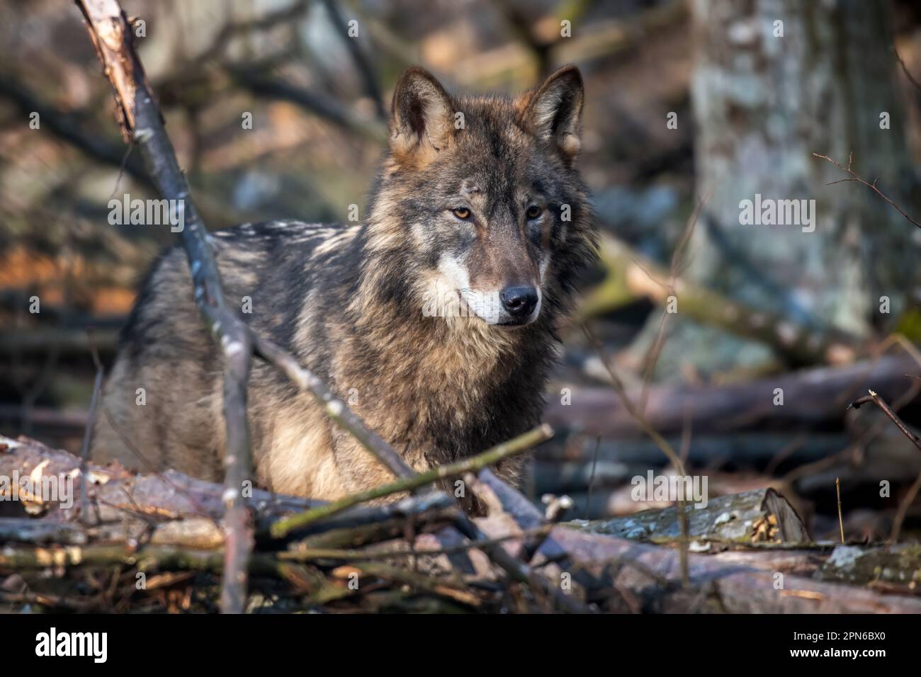 Wolf in the forest up close. Wildlife scene from winter nature. Wild ...